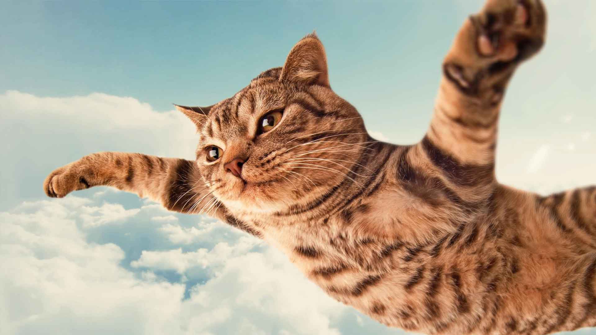 cat-flying-2.jpg