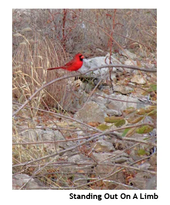 standing out on a limb_thumb.jpg