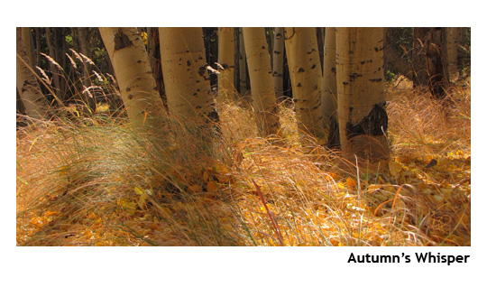 autumn's whisper01_web.jpg