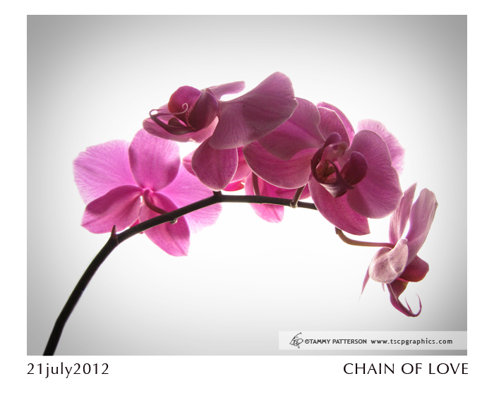 Pink Orchids_title21july2012web.jpg