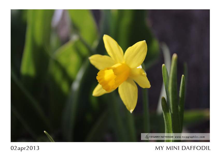 My Mini Daffodil_02apr2013web.jpg
