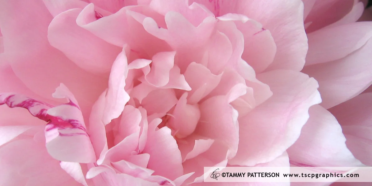 Peonies002_banner.jpg