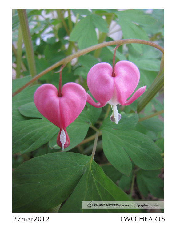 Two Hearts_27mar2012web.jpg