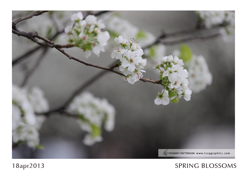 SpringBlossoms_18apr2013web.jpg
