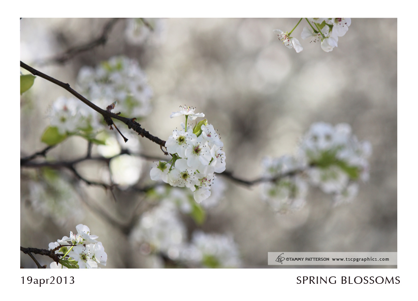 SpringBlossoms_19apr2013web.jpg