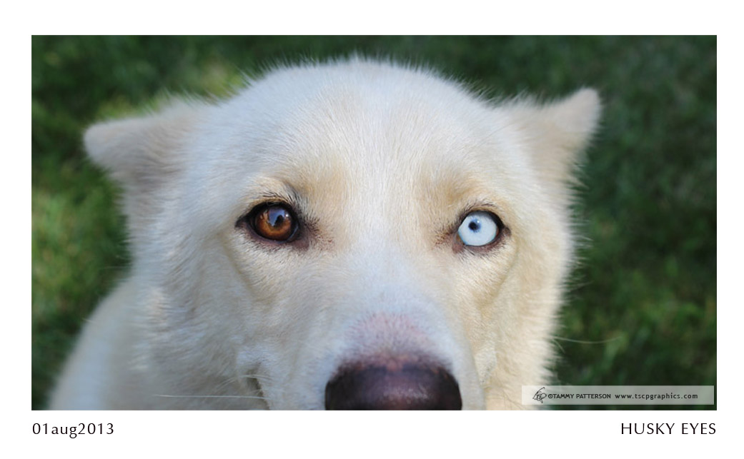 HUSKY EYES_01aug2013web.jpg