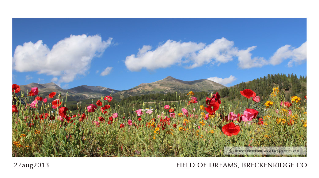 FIELD OF DREAMS_27aug2013web.jpg