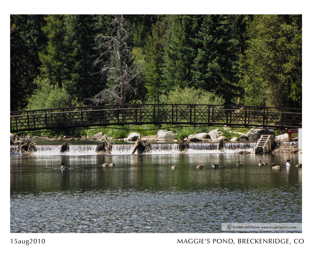 MAGGIE’S POND_15aug2010web.jpg