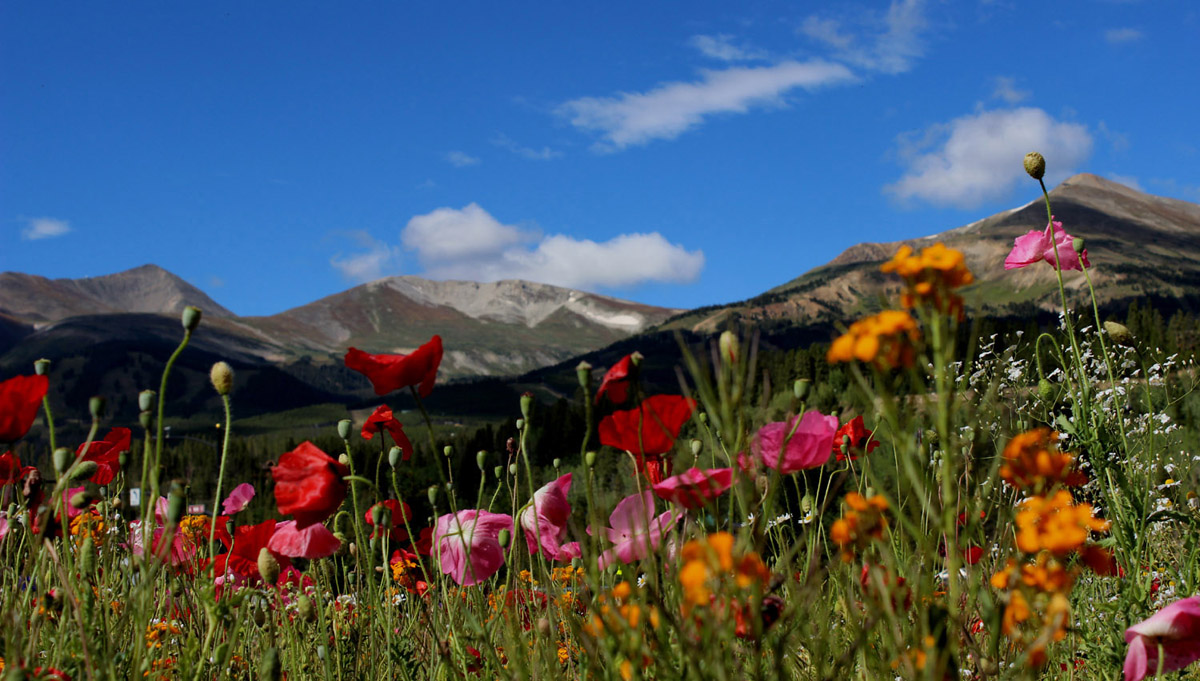 FIELD OF DREAMS, PHOTOGRAPH