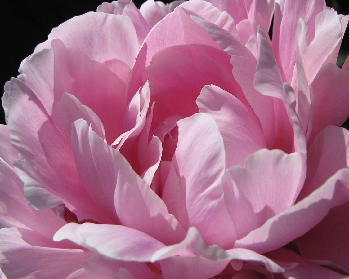 PRETTY IN PINK&nbsp;XIII, PHOTOGRAPH