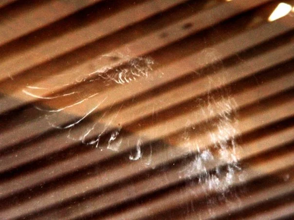 Dove Appeared.jpg