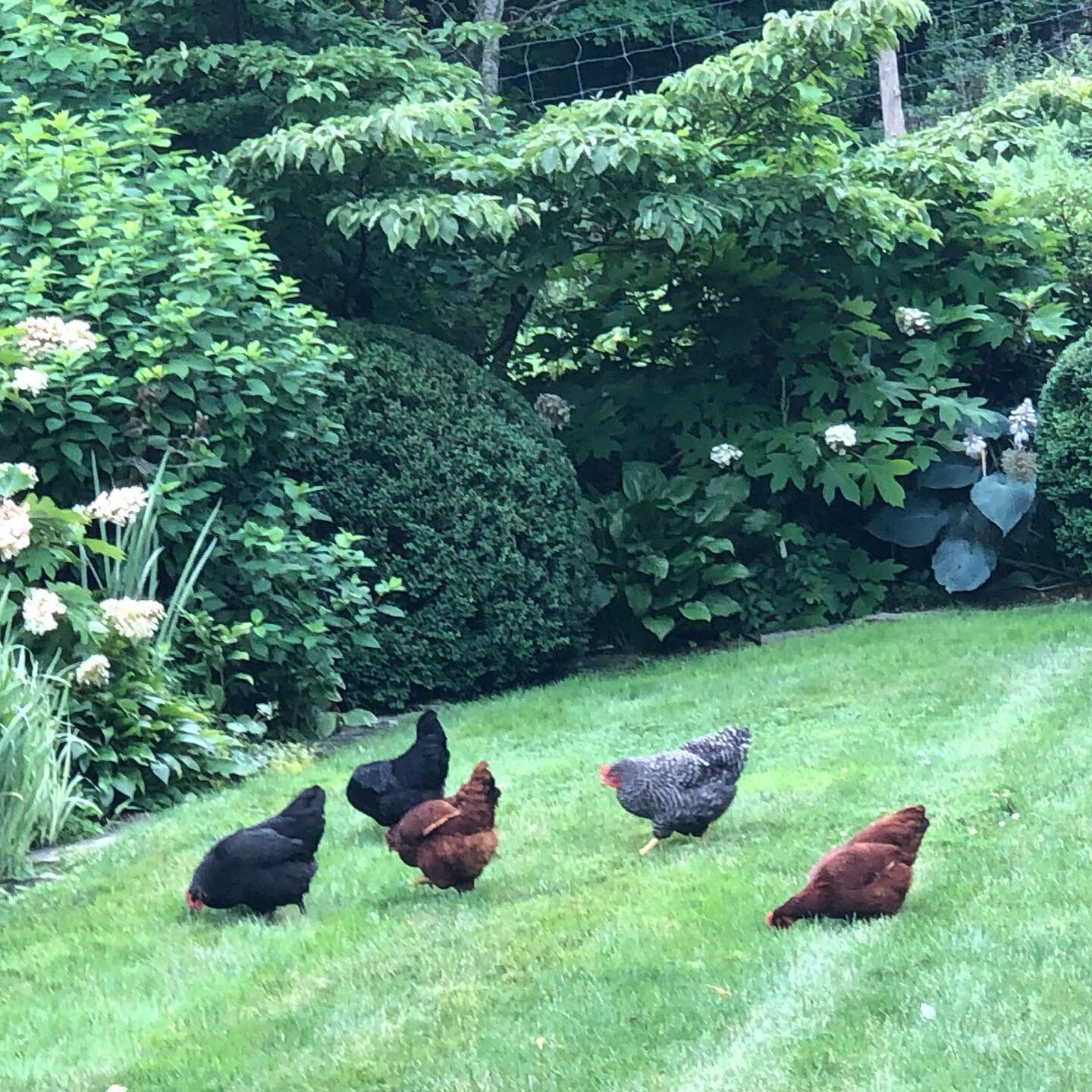 Homestead thrills: our first 2 eggs! 
.
.
.
.
.
#plymouthrockchickens #summergarden #fresheggs #riverhillsbedford #chickensofinstagram