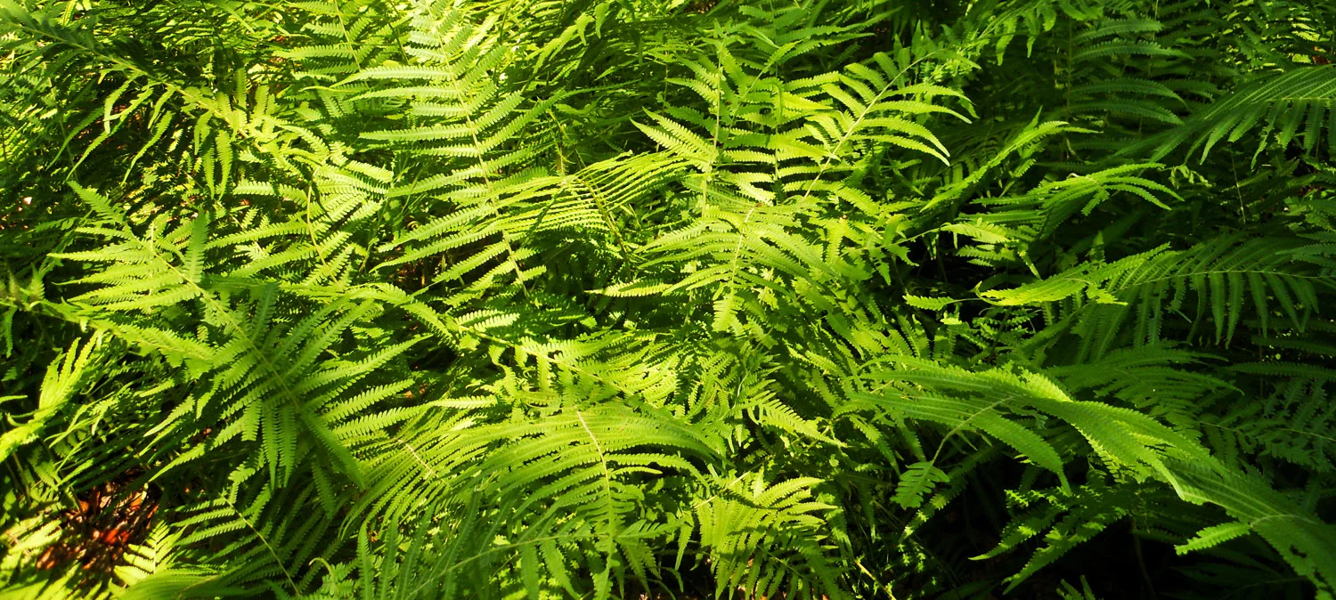 ferns-add-year-round-texture .jpg