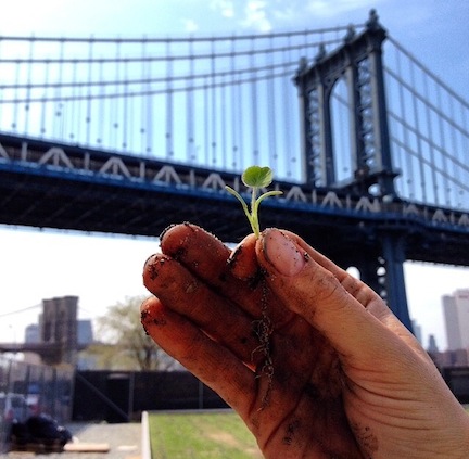 brooklyn grange.jpeg