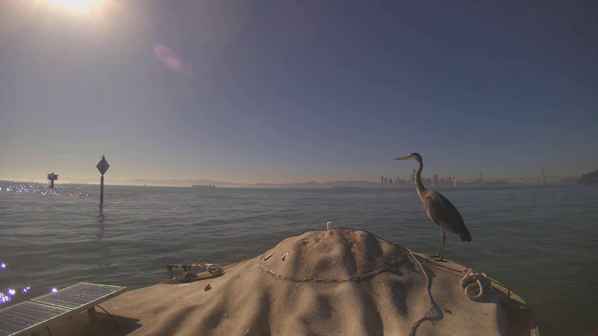 Adam Marcus Participates in Proxy Festival
