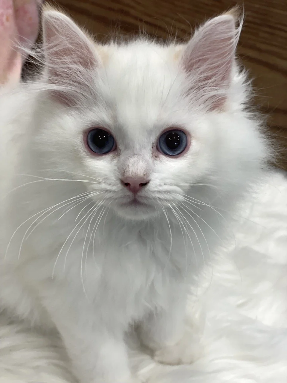 Paul Newman - 12 Weeks