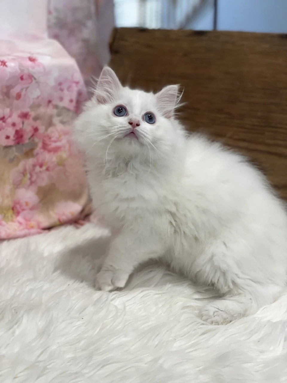 Paul Newman - 12 Weeks