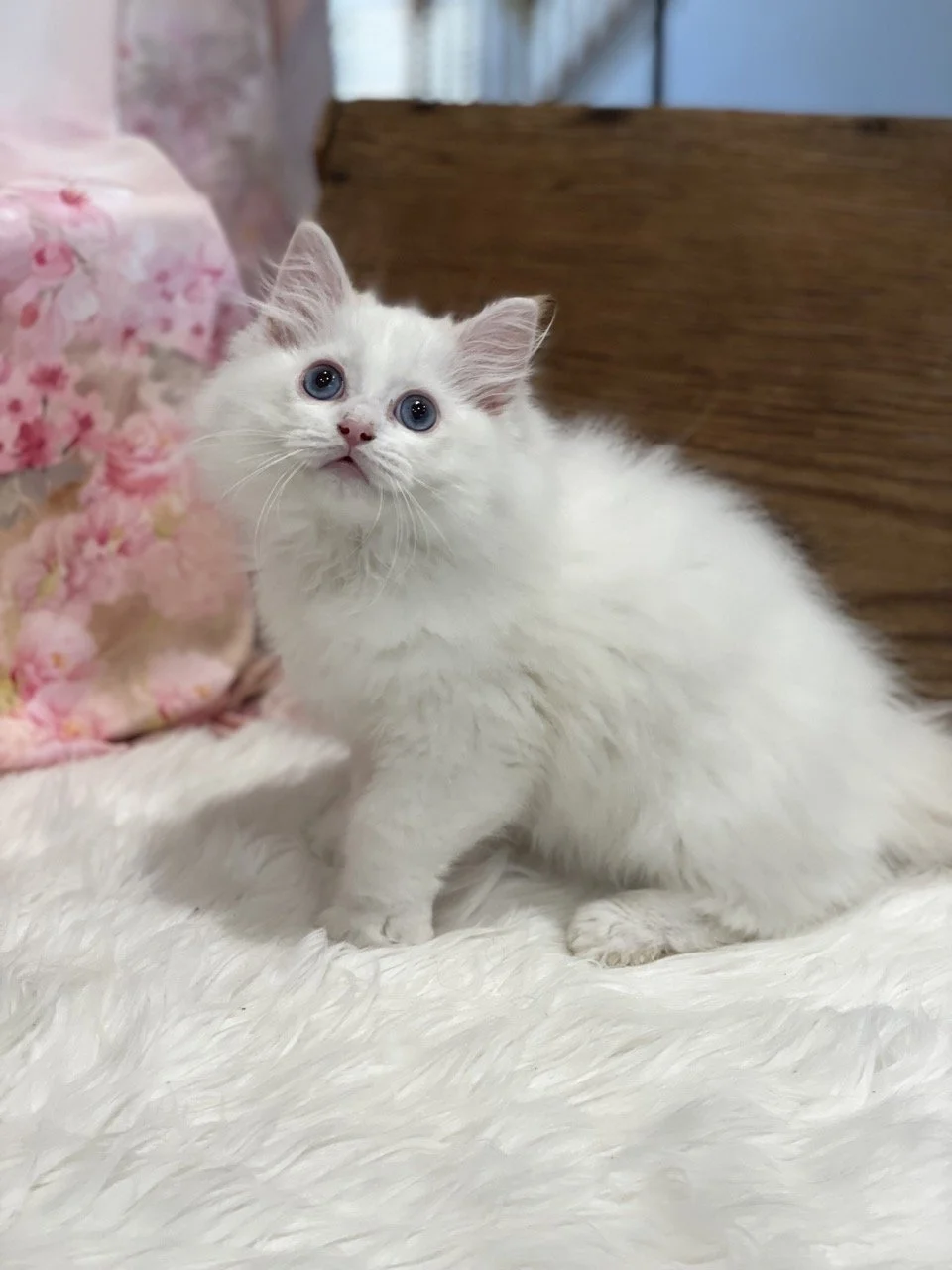 Paul Newman - 12 Weeks