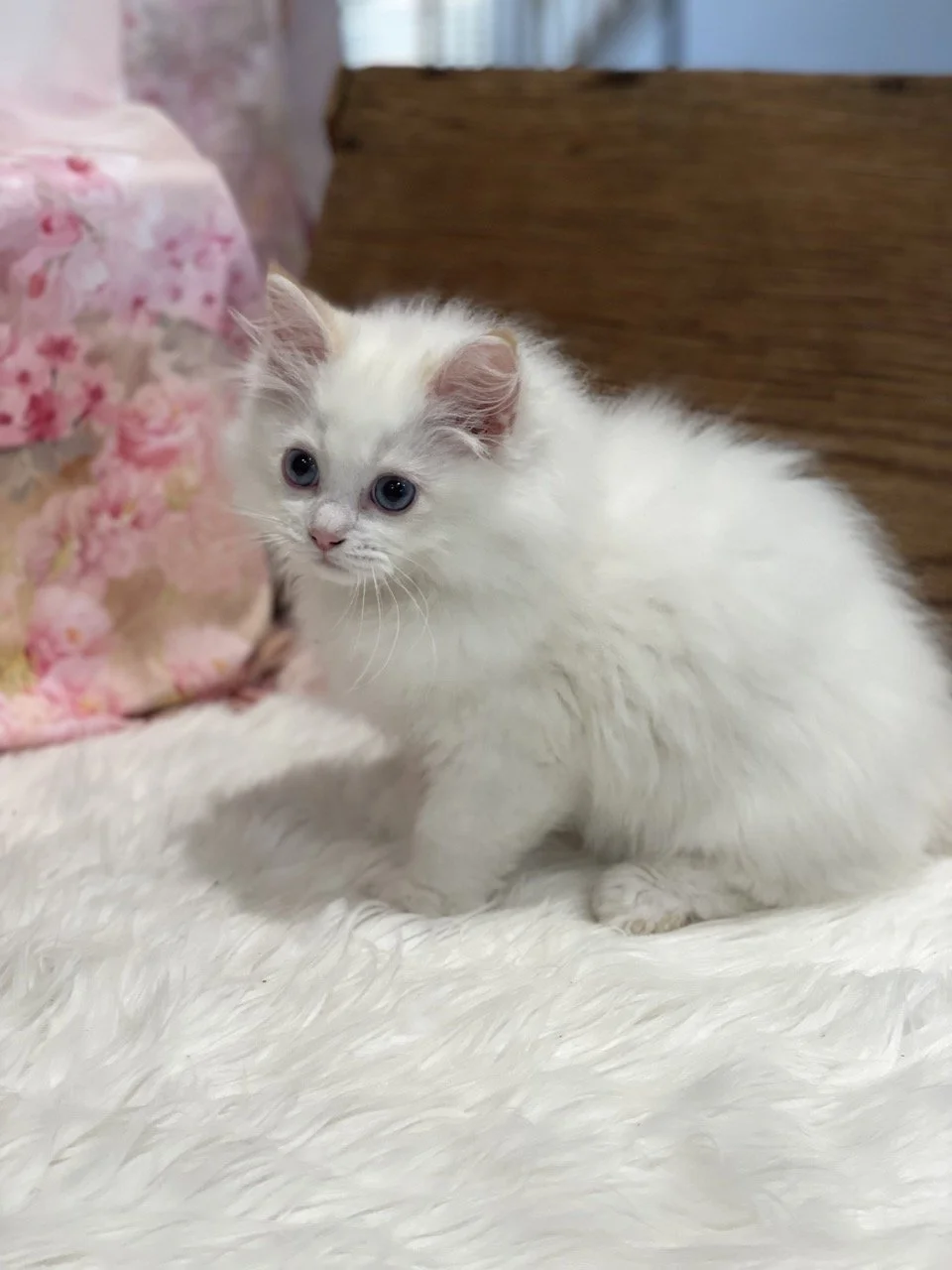 Paul Newman - 12 Weeks