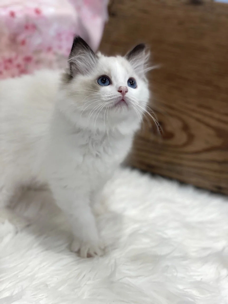 Judy Garland - 12 Weeks