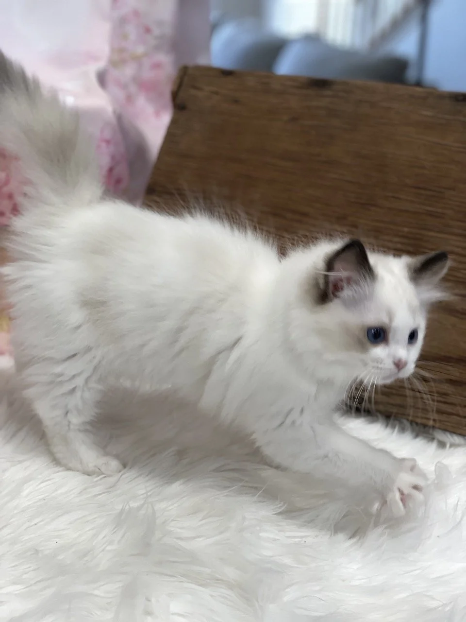 Judy Garland - 12 Weeks