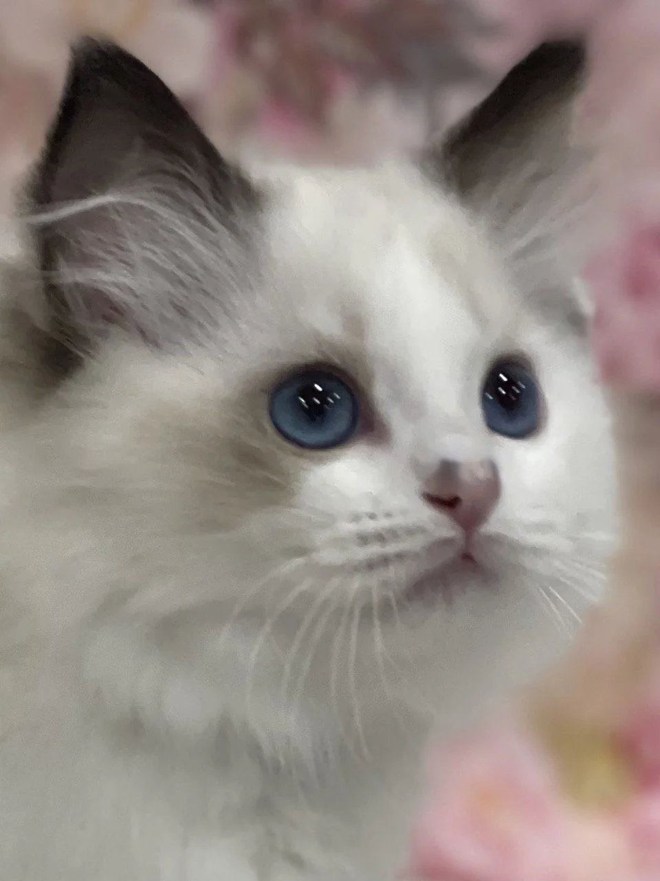 Judy Garland - 12 Weeks