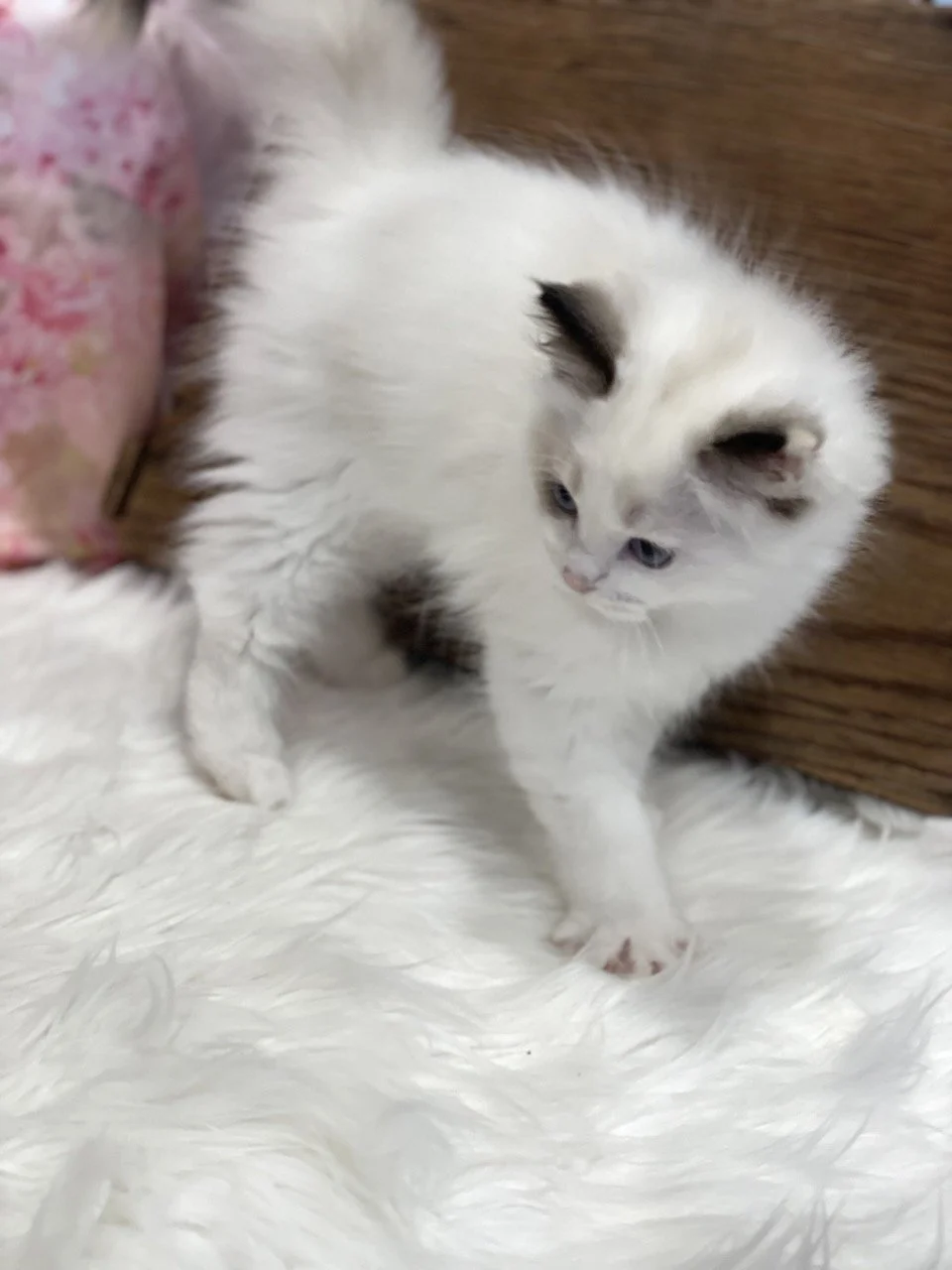 Judy Garland - 12 Weeks