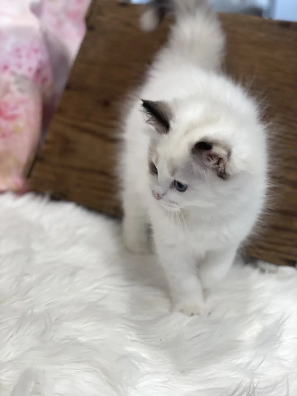 Judy Garland - 12 Weeks