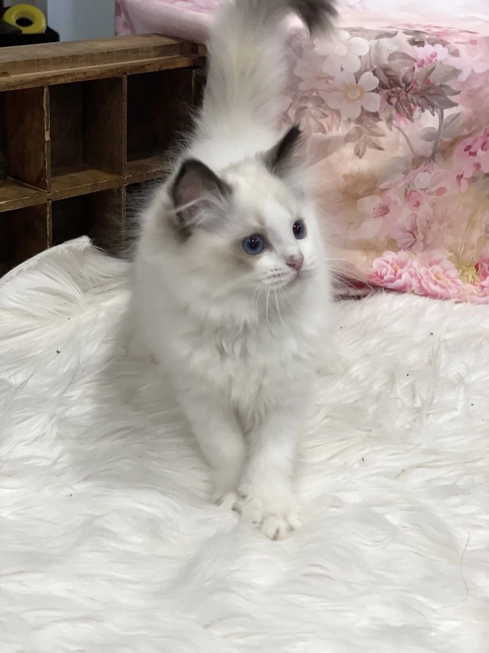 Judy Garland - 12 Weeks