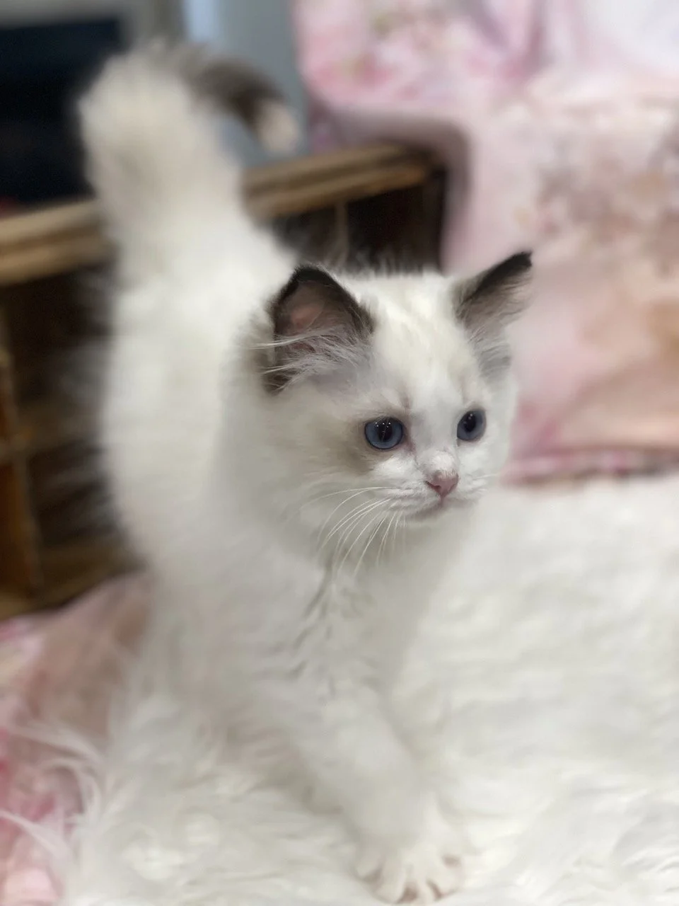 Judy Garland - 12 Weeks