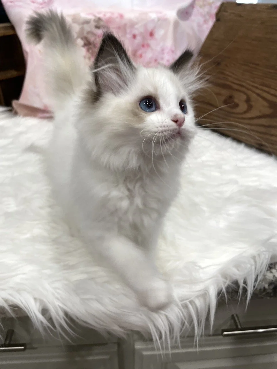 Judy Garland - 12 Weeks