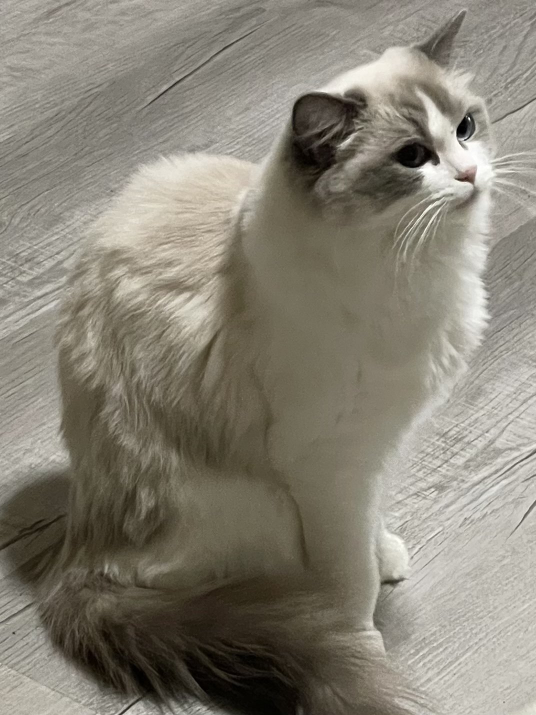 Princess Purrsalot 2.jpeg