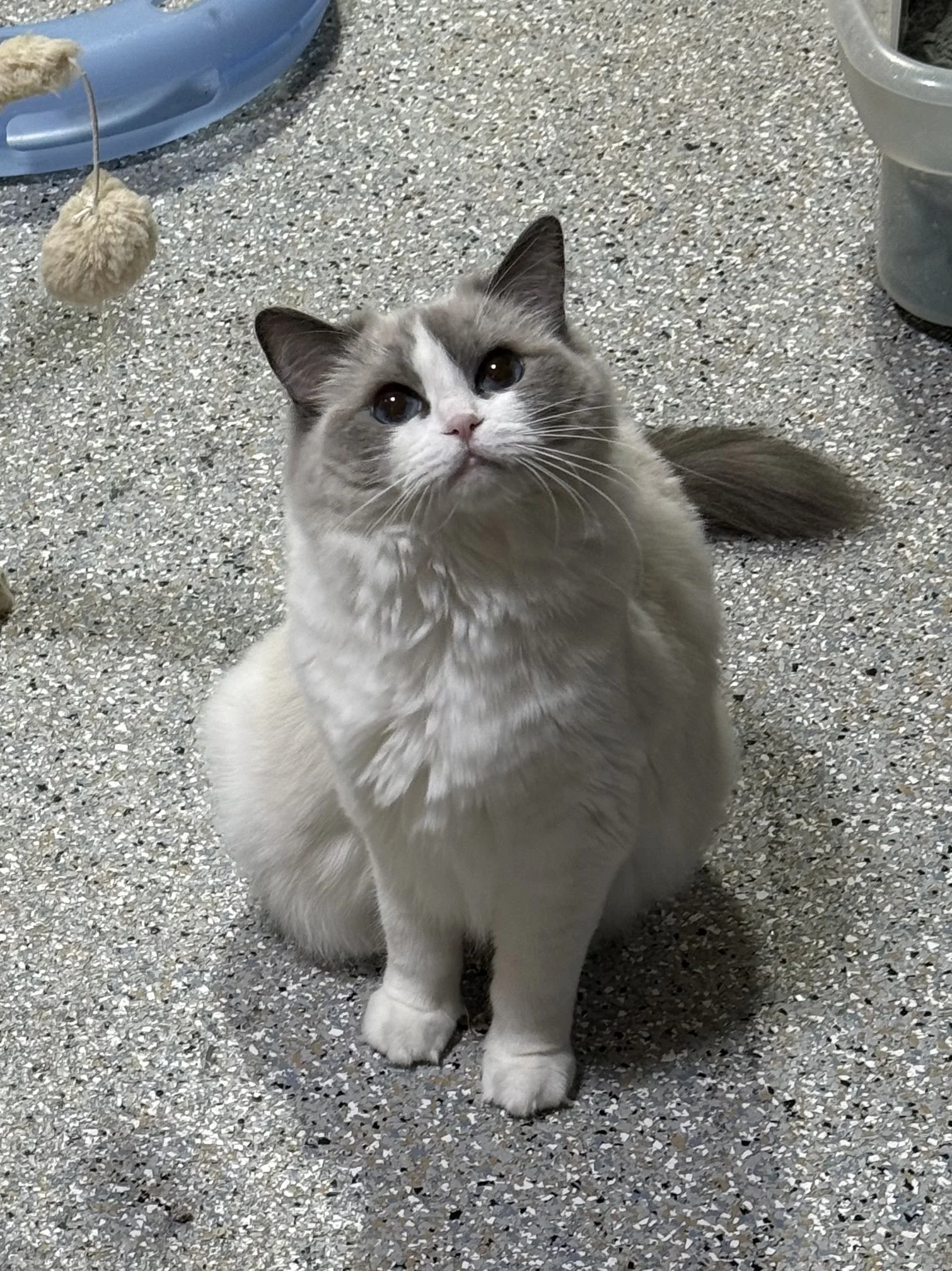 Princess Purrsalot 1.jpeg