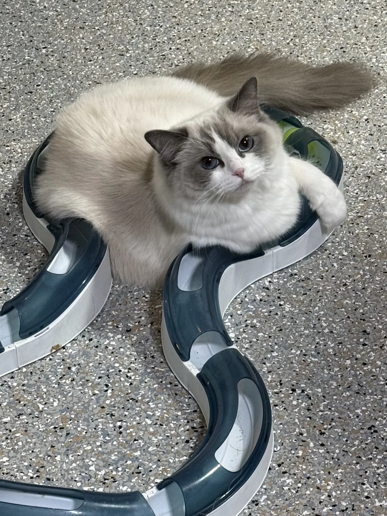 Princess Purrsalot 3.jpeg