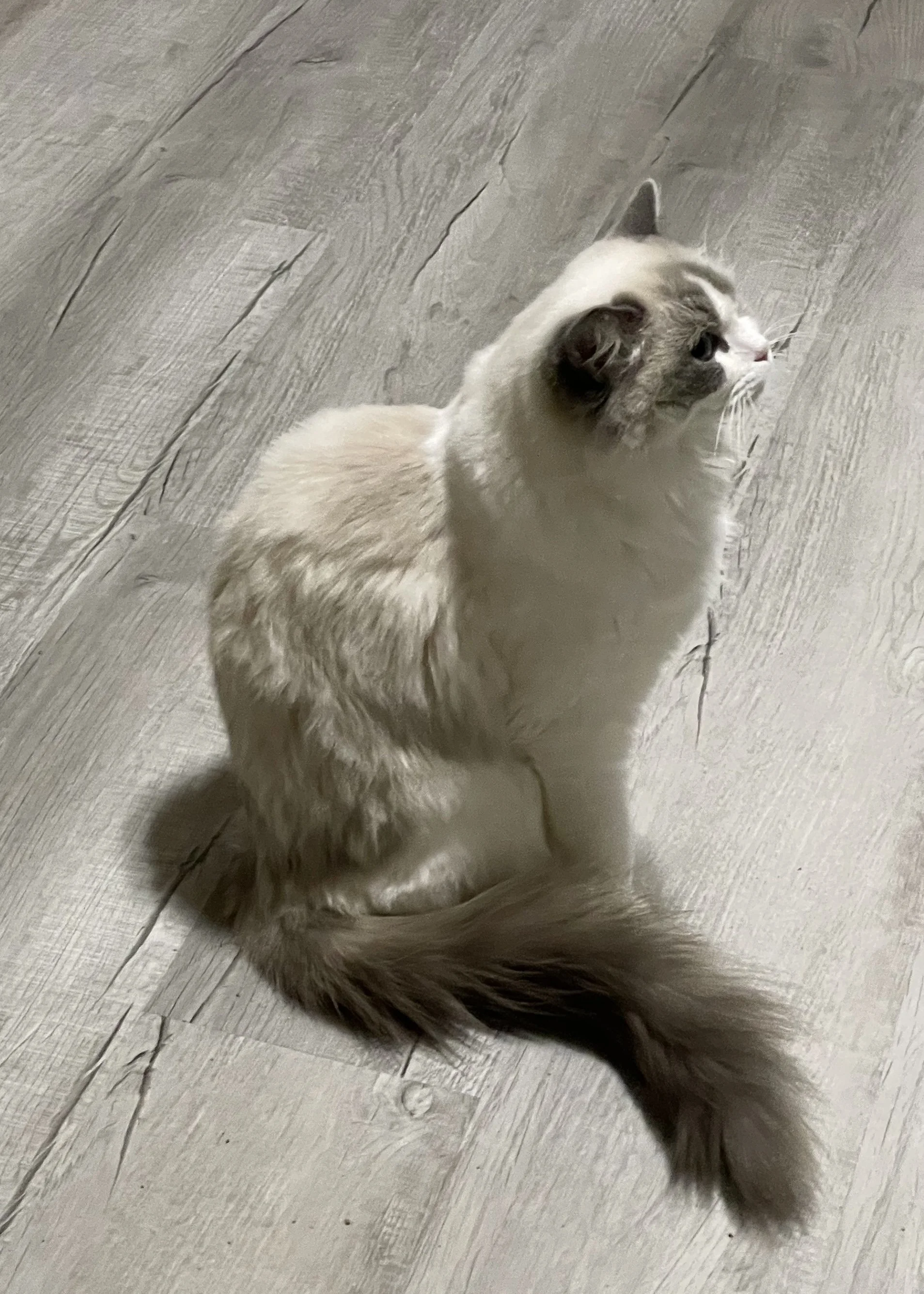 Princess Purrsalot 4.jpeg