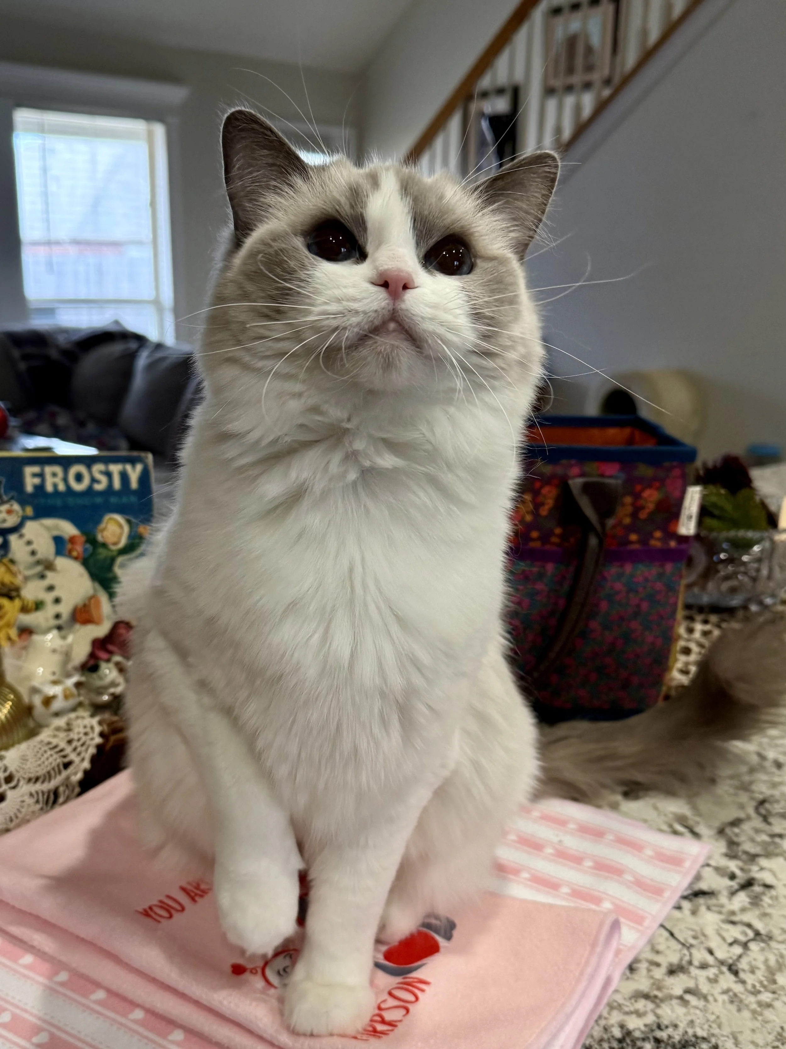 Princess Purrsalot 6.jpeg