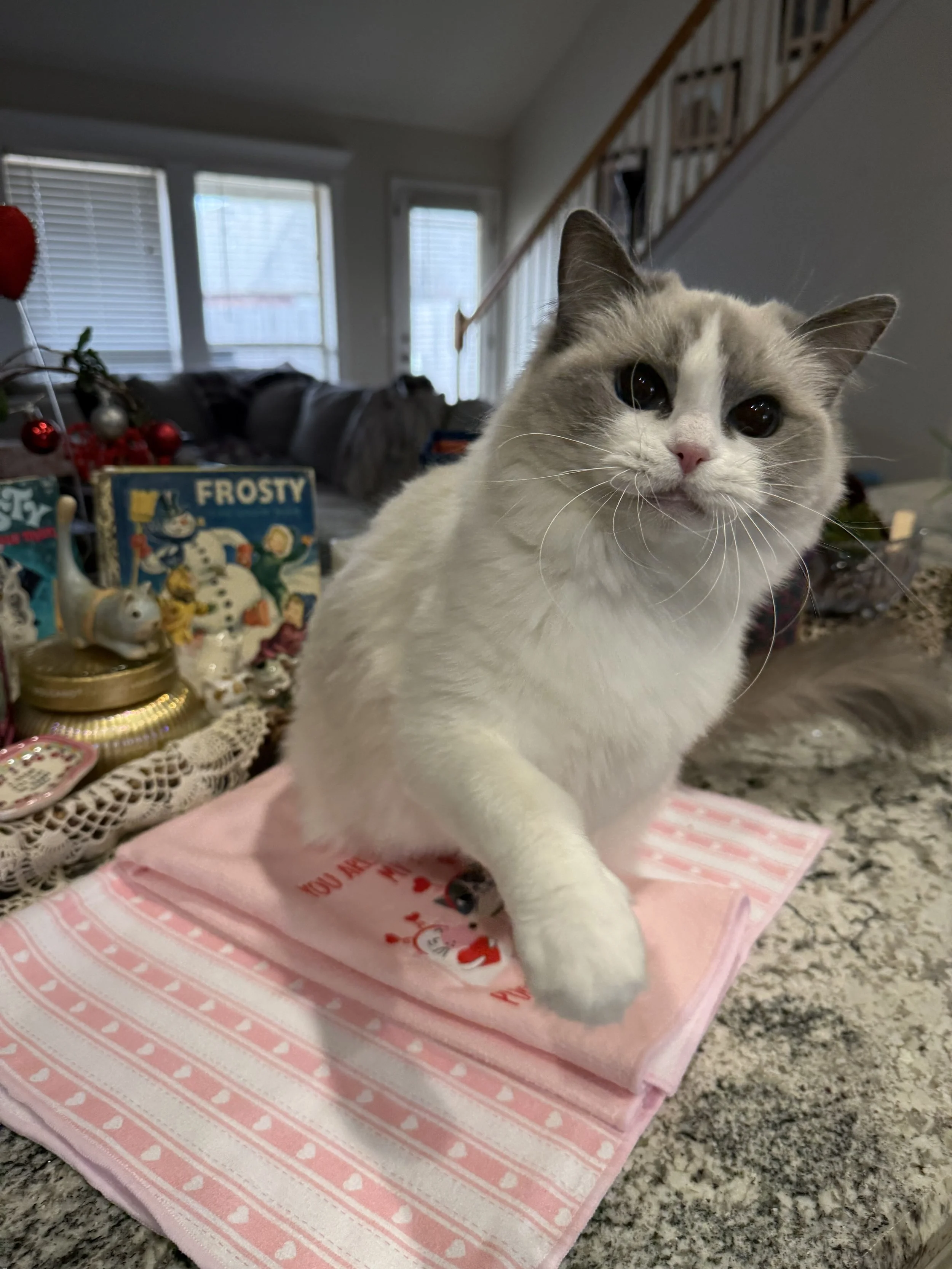 Princess Purrsalot 5.jpeg