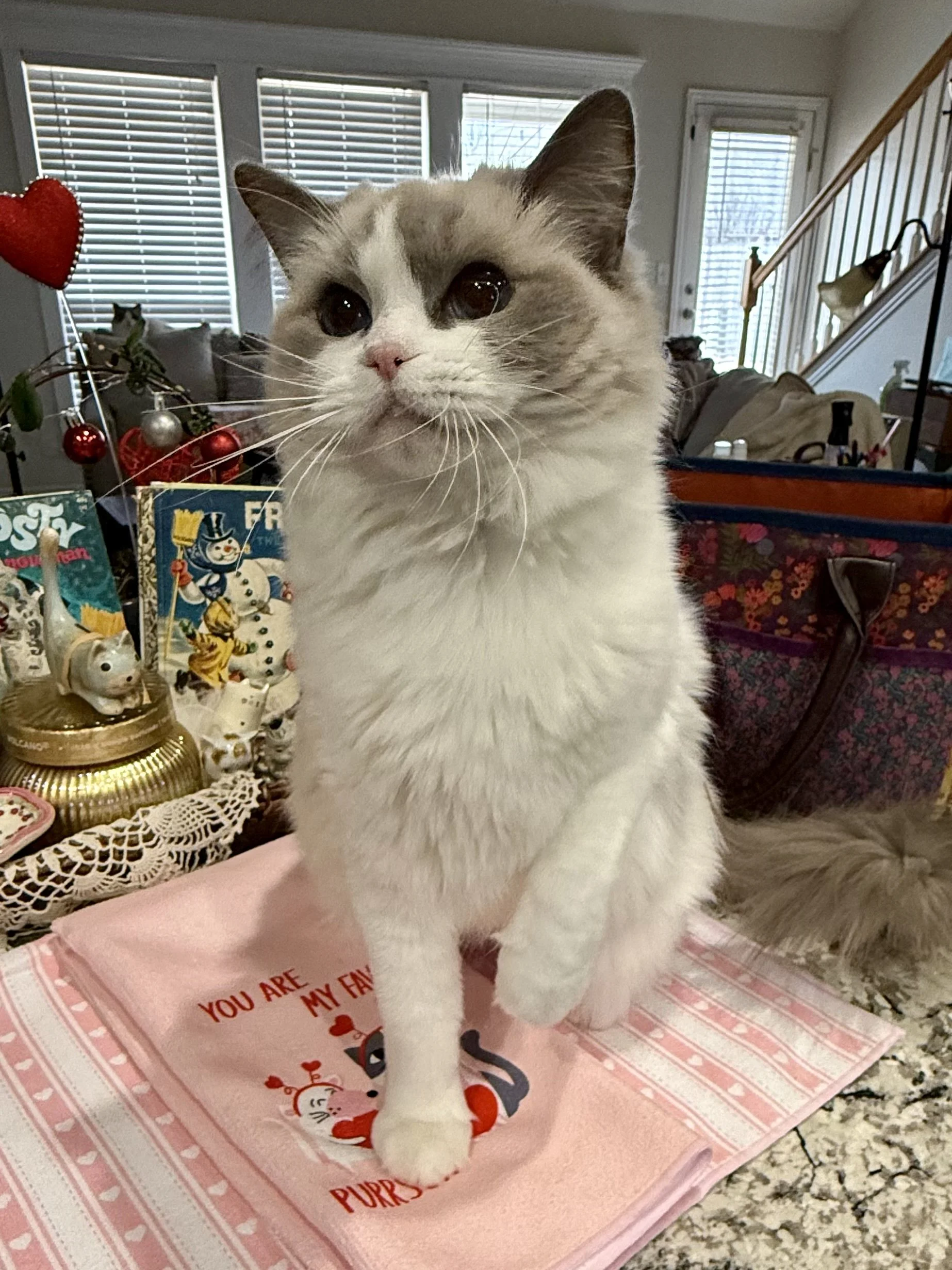 Princess Purrsalot 7.jpeg