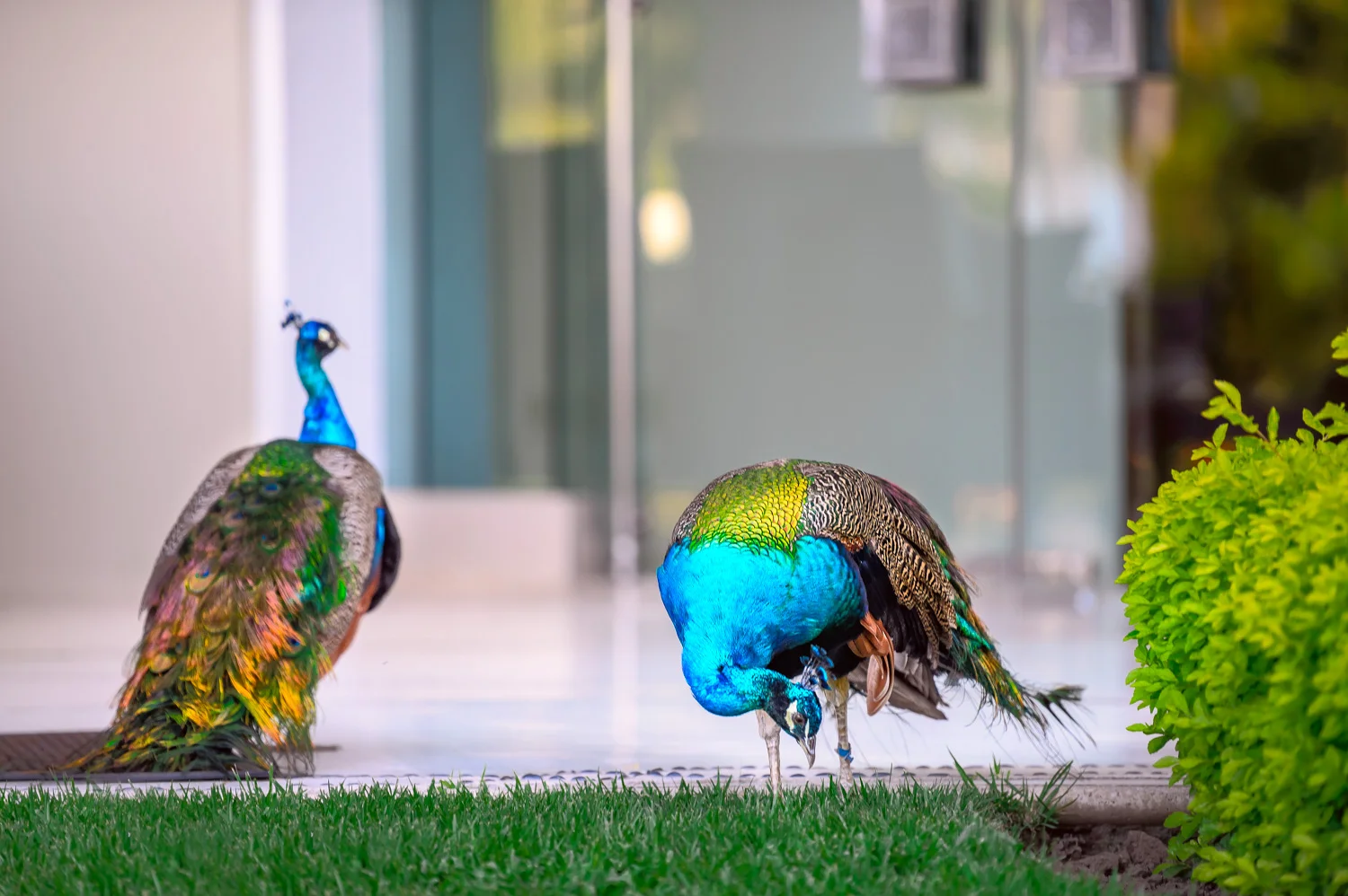 mpsinghphotography-0128.jpg