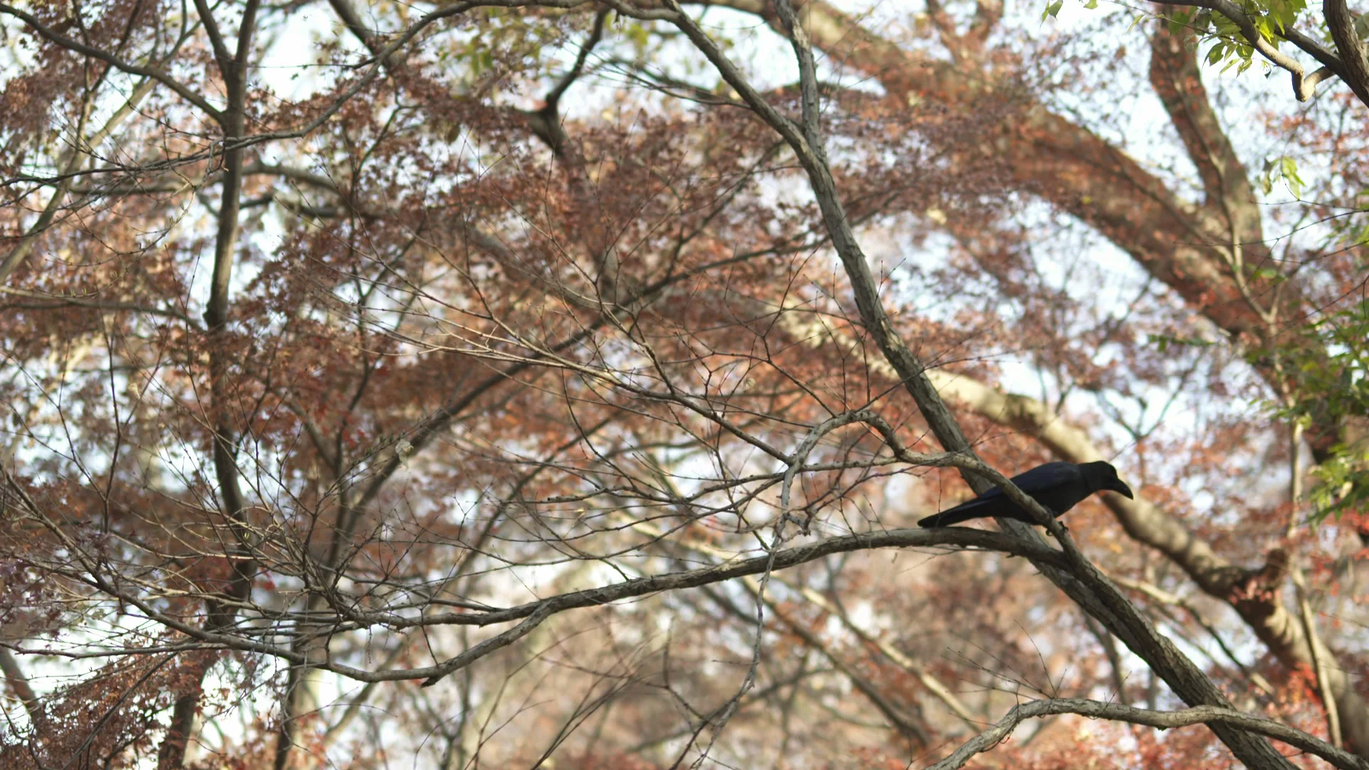 A crow in Inokashira Park.