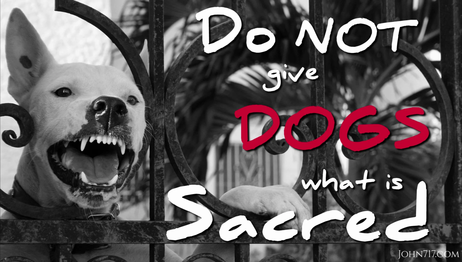 DAY 73 Do Not Give Dogs What is Sacred — Relentless Heart