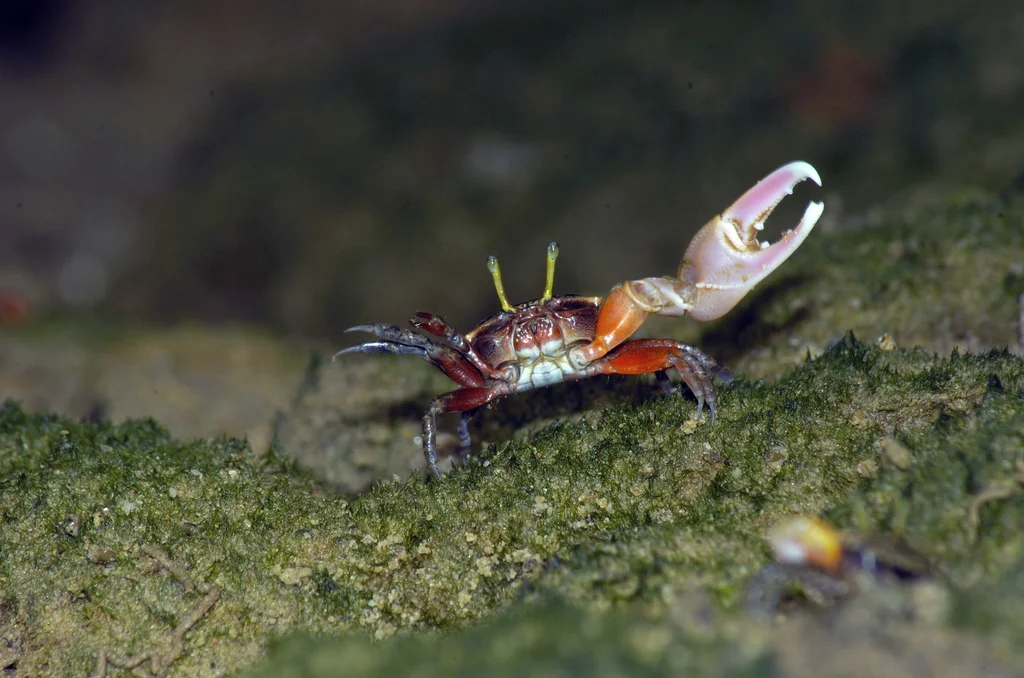 crab.jpg