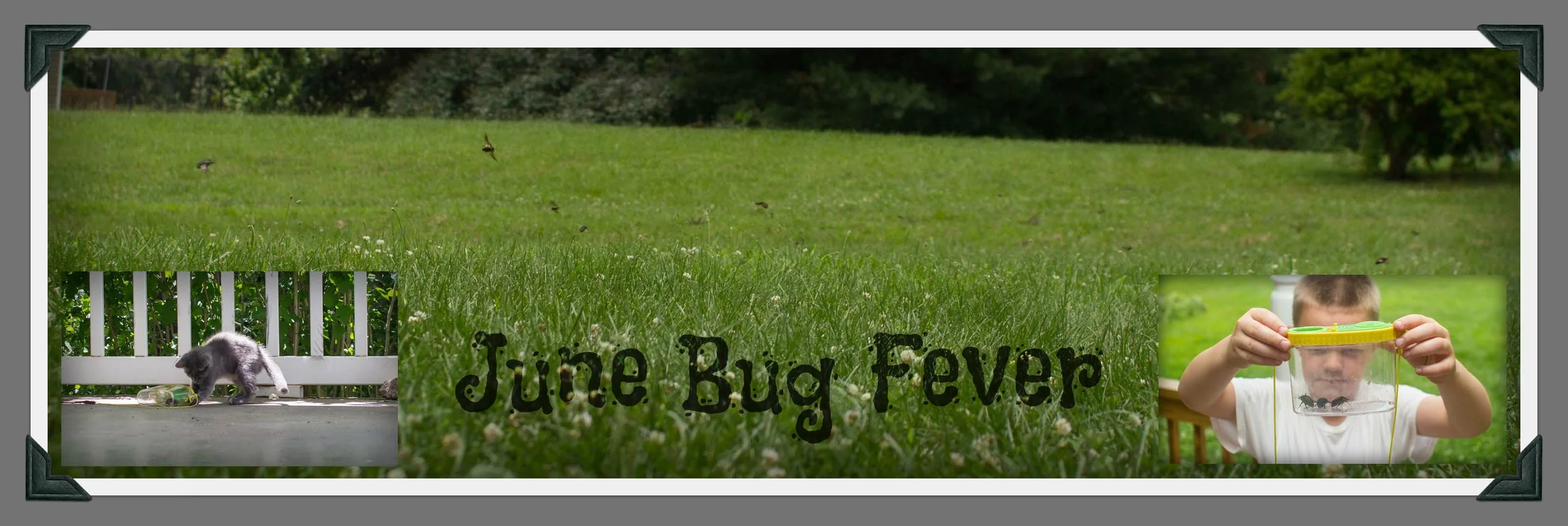june bug fever.jpg