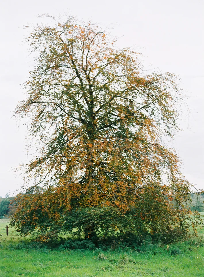 Ireland 05.jpg