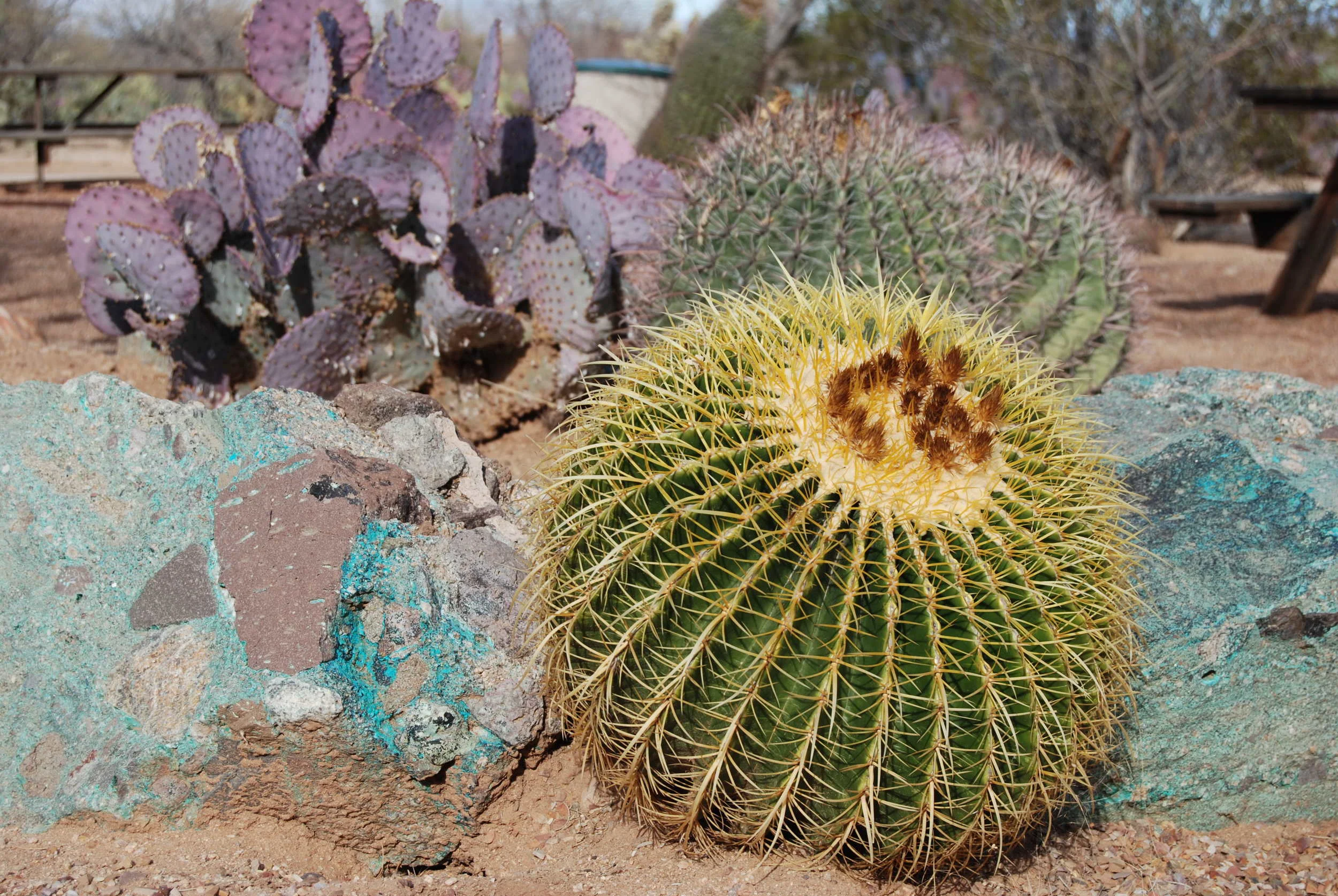 DSC_0026.JPG