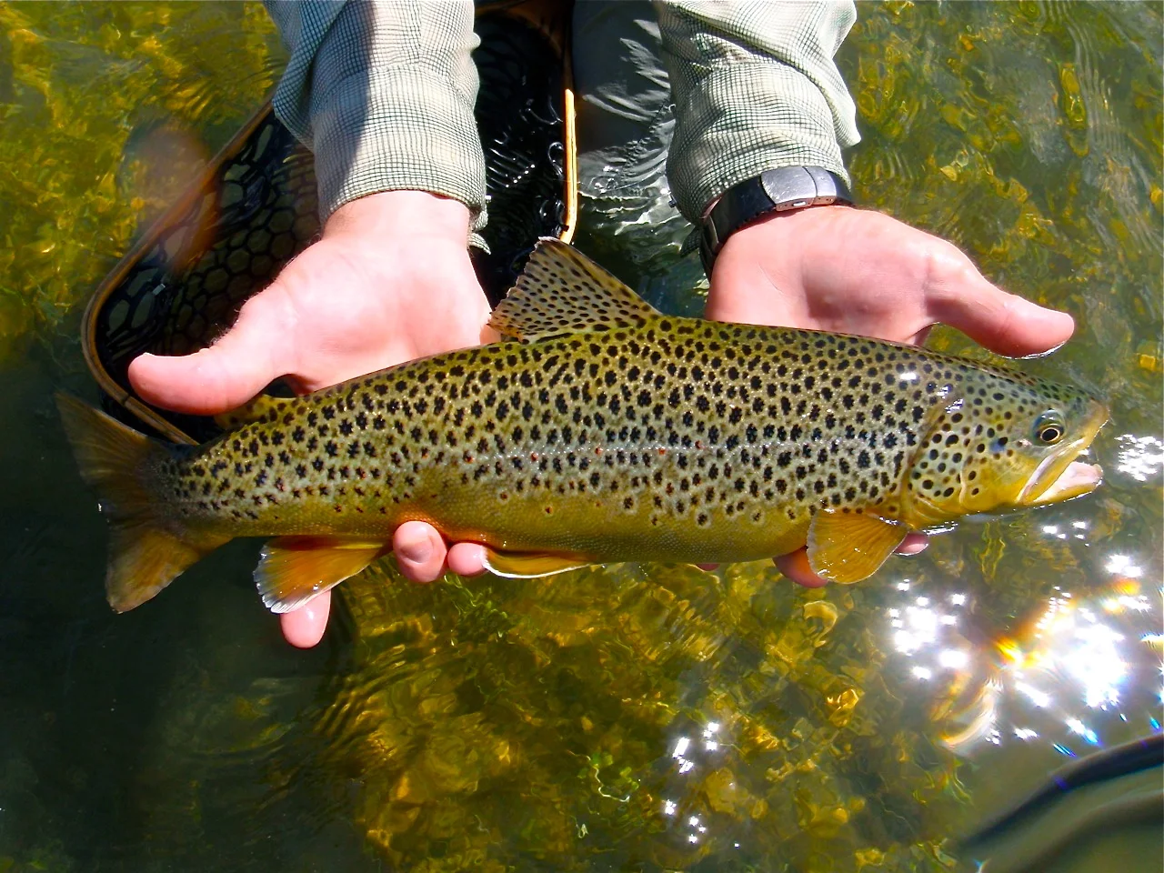 Fly Fishing Provo River Park City, Utah — Park City Fly Fishing
