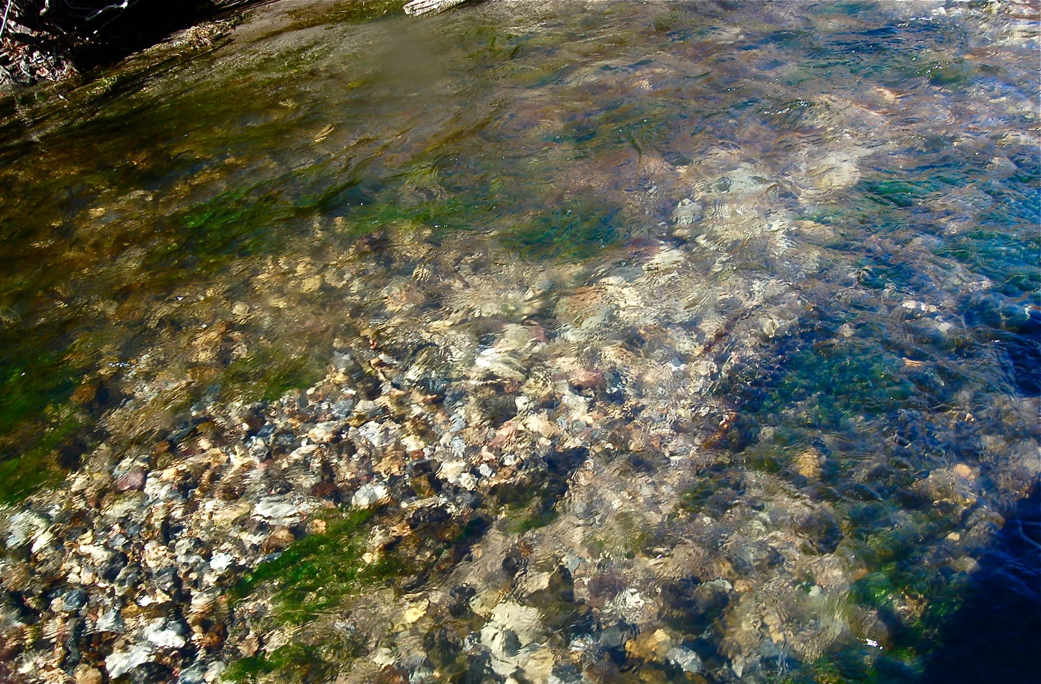 a close up of a brown trout redd