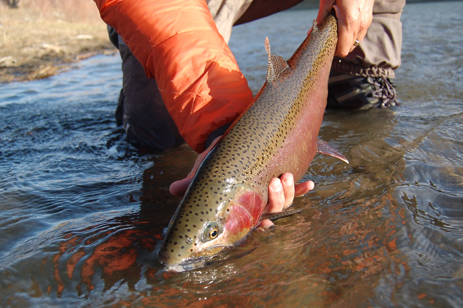 Provo Grand Slam • • • - Drakes Fly Fishing Guide Service