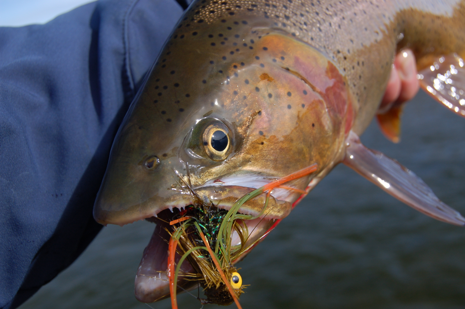 Fly Fishing Blog, Provo River Guide Service, Park City, Utah — Park City Fly  Fishing Guides