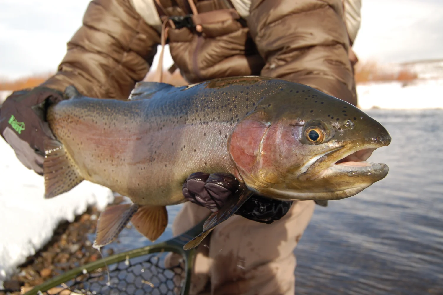 flyfishwyoming.jpg
